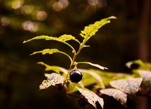 Belladonna for the treatment of various diseases!